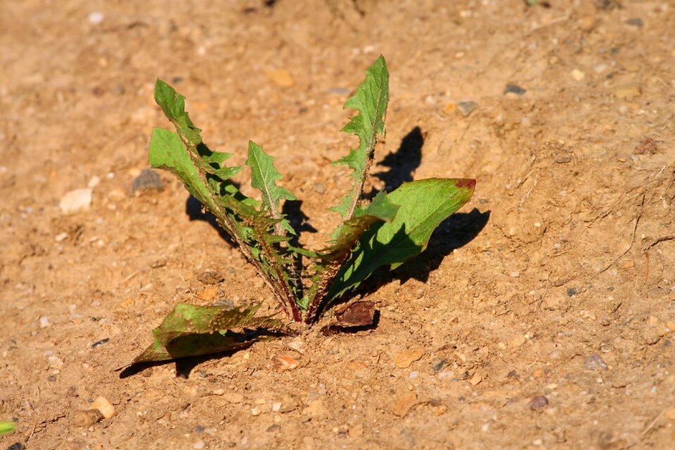 Dry environment flora - Free Stock Photos | Creazilla