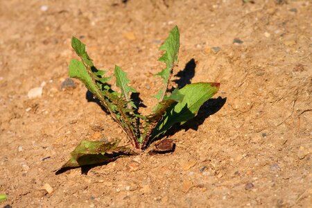 Dry environment flora