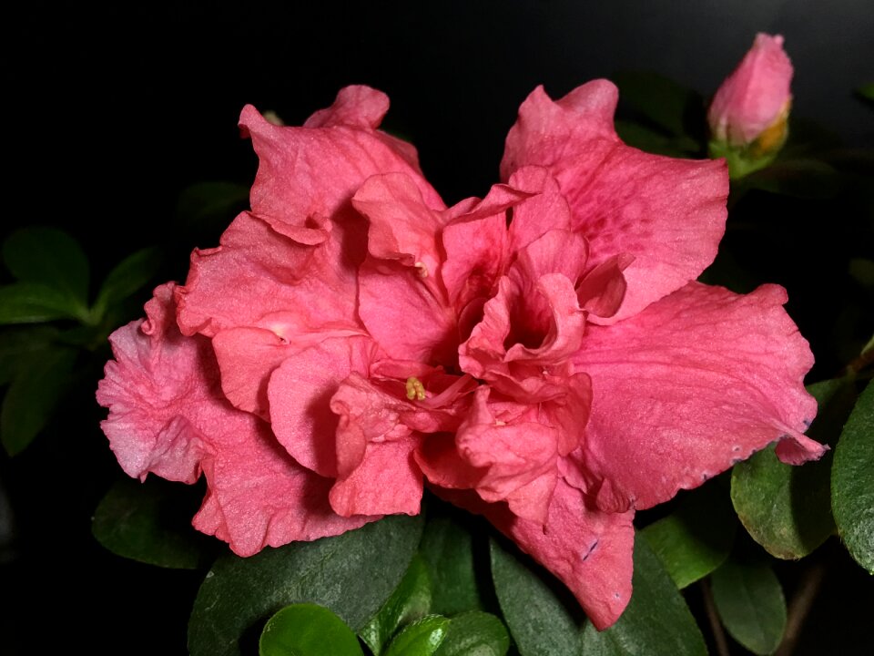 Petals flora beautiful