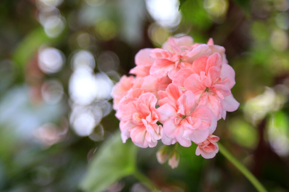 Geranium pink flower