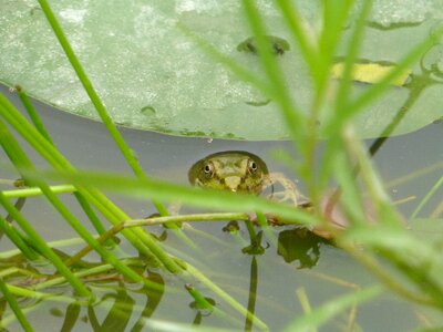 Pond green frog photo