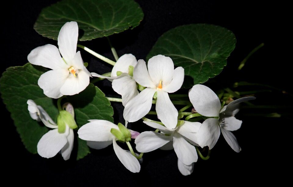 Plants flowers garden