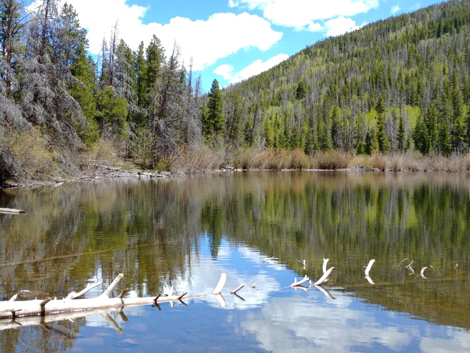 Landscape scenic trees