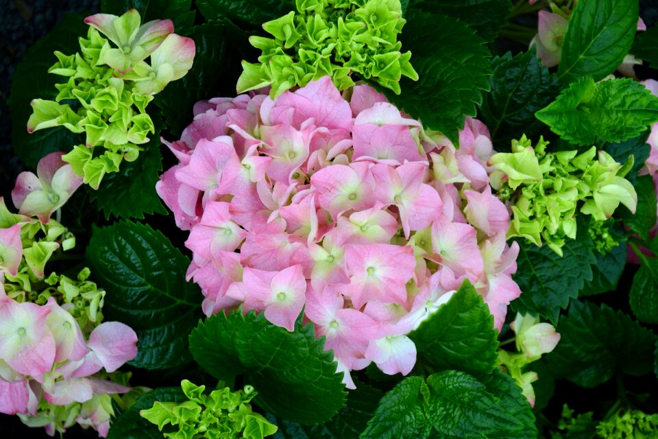 Garden summer flowers