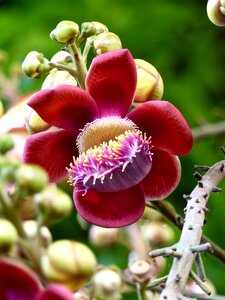 Spiritual nature plants