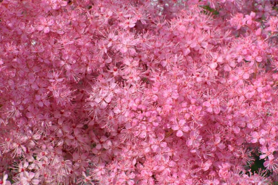 Garden nature flower