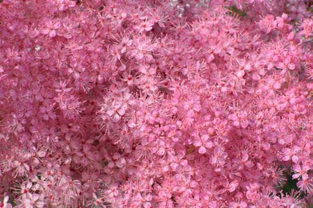 Garden nature flower