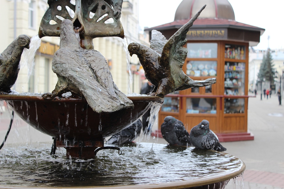 Water drops pigeons