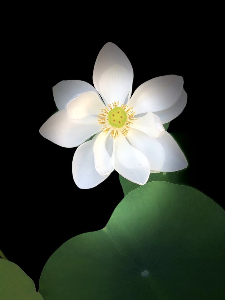 Lotus outstanding assorted