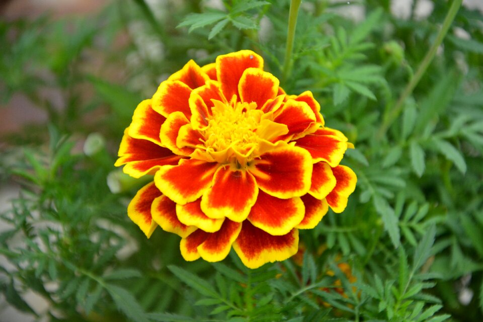Massif nature flower