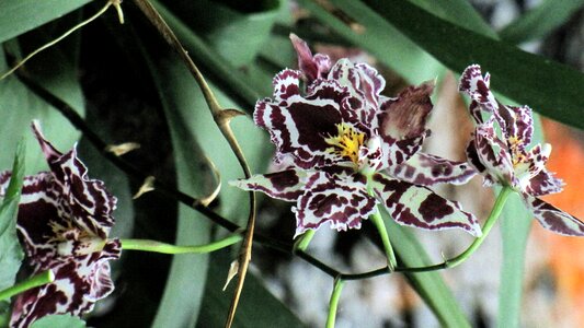 Exotic nature flowers