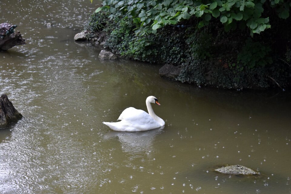 Rain water animals