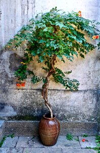 Nature growth tender