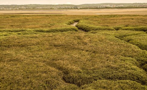 Grass nature landscape