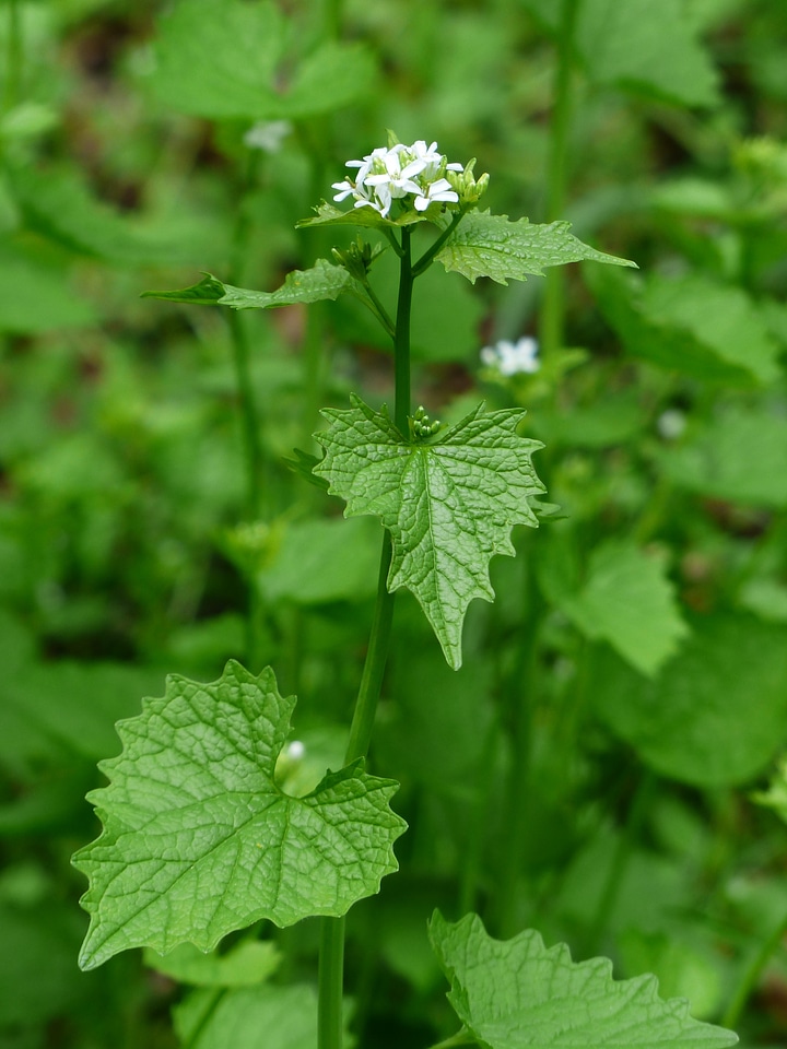White garlic herb knoblauchhederich