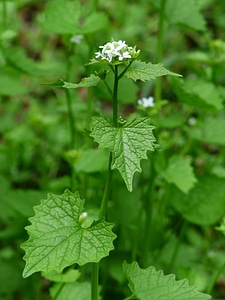 White garlic herb knoblauchhederich