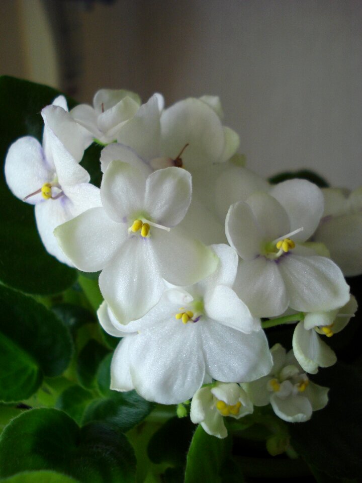 Flowers white plants