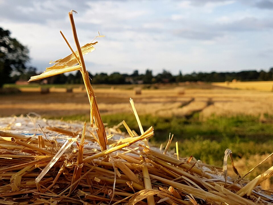 Summer agriculture field