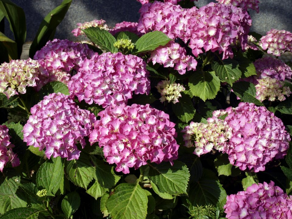 Nature spring summer