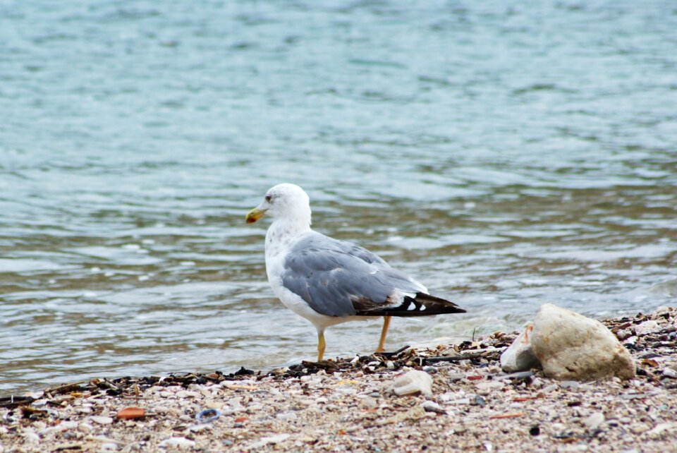 Sea bird beach