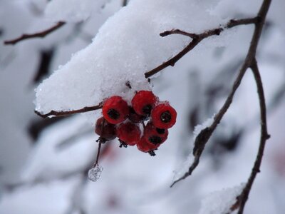 Cold trees outdoors photo