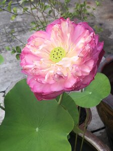 Lotus flora flowers
