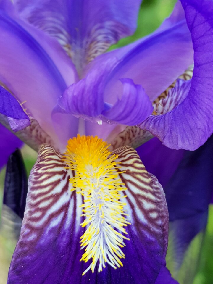 Flowers nice violet