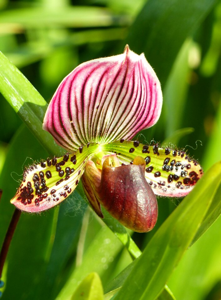Shoe venus orchid exotic