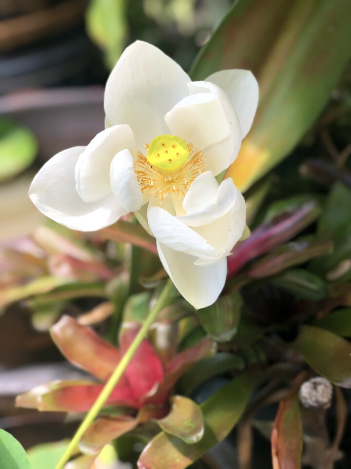 Flowers bloom flora