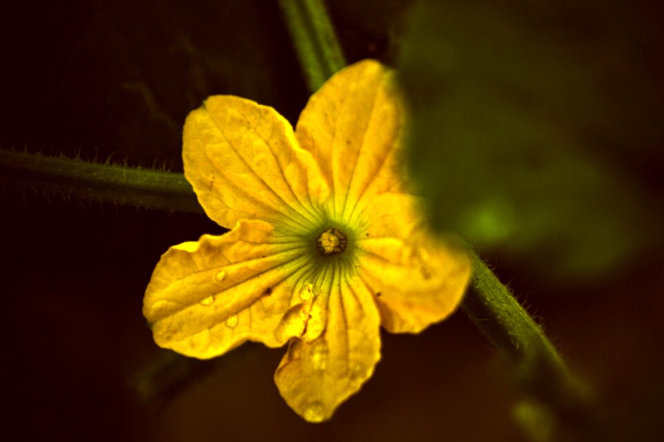 Nature flora petals