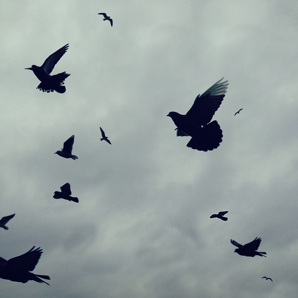 Wing flying nature