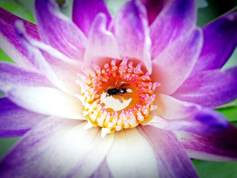 Flowers insects pollen