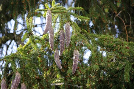 Conifer plant pine cones