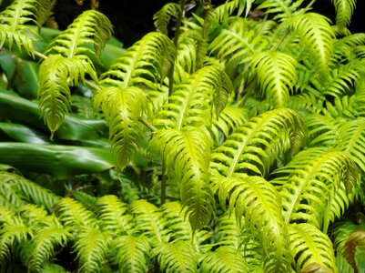Plants green tree
