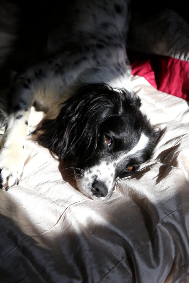 Pet black white