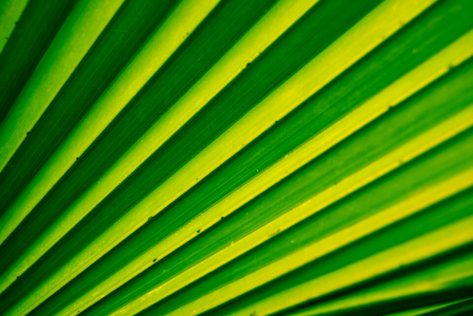 Background nature grass