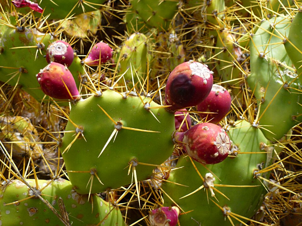 Cactus greenhouse fruit prickly pear - Free photos on creazilla.com