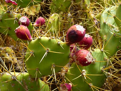 Cactus greenhouse fruit prickly pear photo