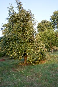 Garden meadow fruit