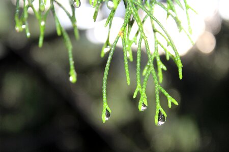 Pine raindrop drip