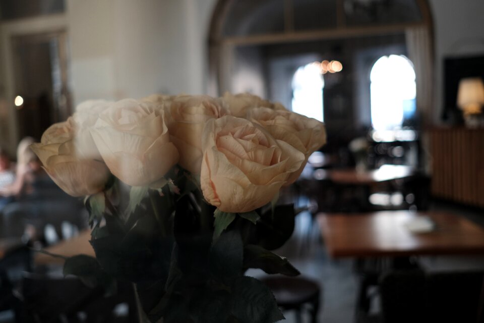 Still life the interior of the rose