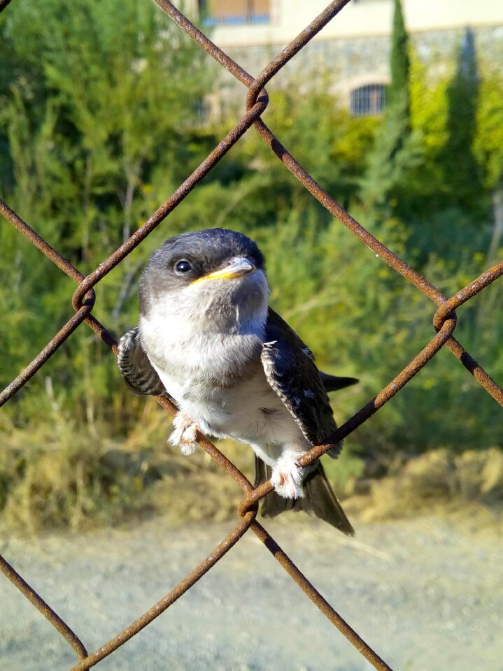 Falzilla bird grating