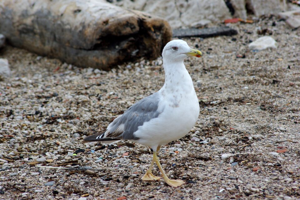 Seagull gabian bird