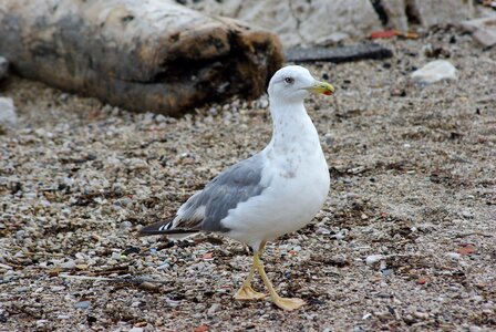 Seagull gabian bird