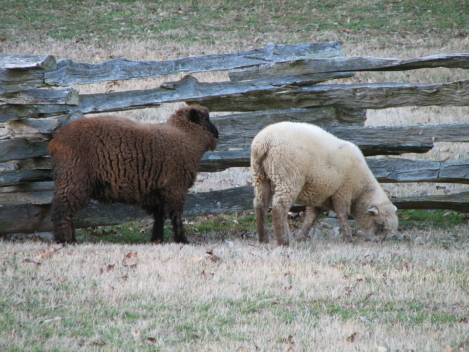 Grazing animals barn