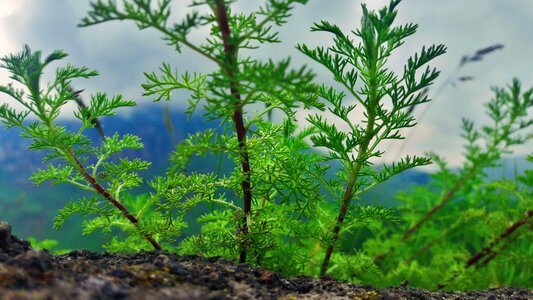 Greens land plant
