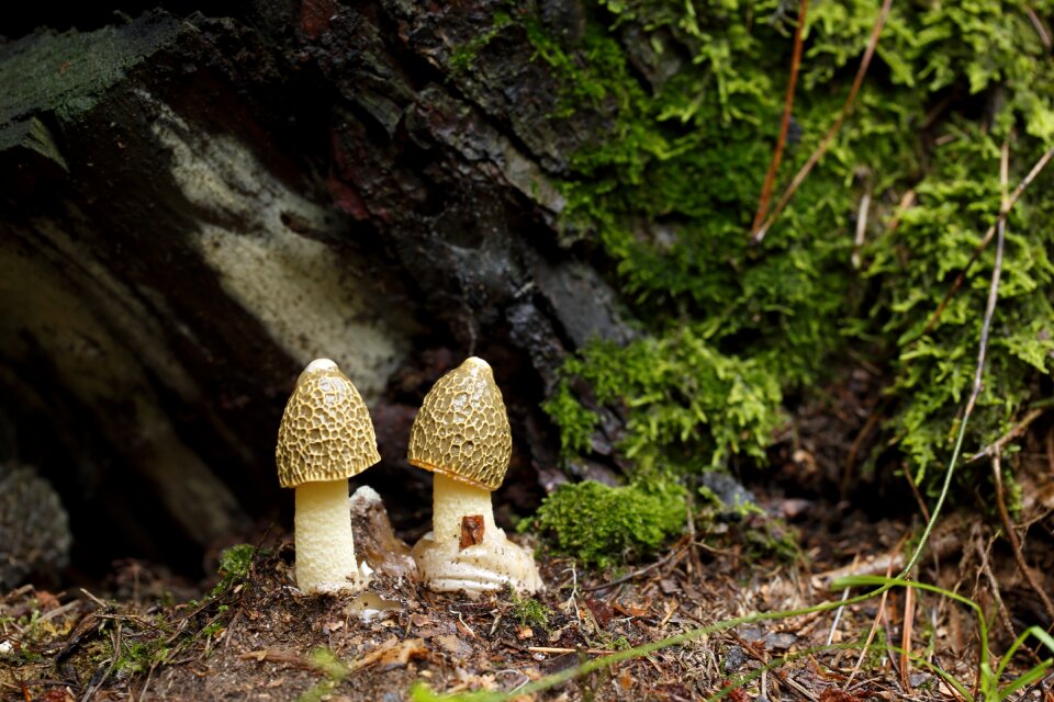 Mushroom mantle mushroom dictyophora indusiata