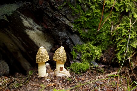 Mushroom mantle mushroom dictyophora indusiata