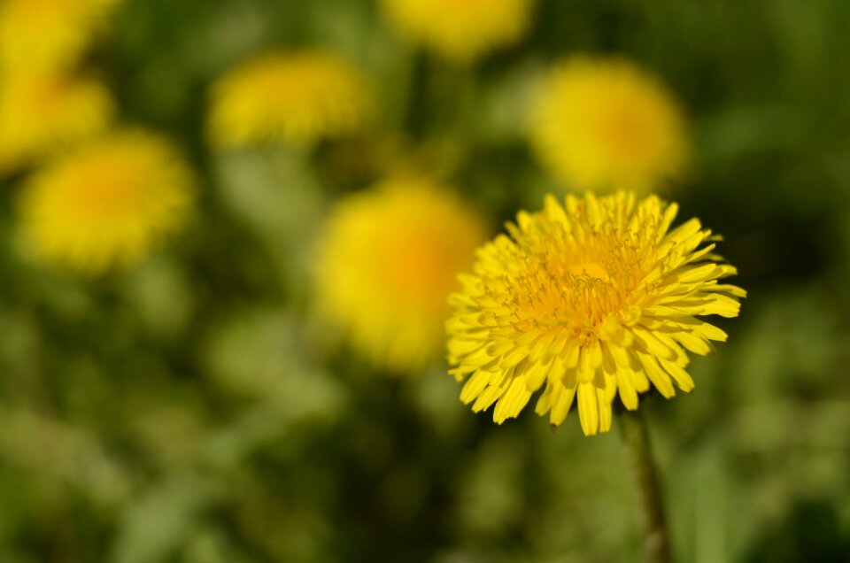 Spring macro plant