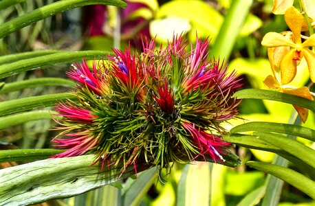 Nature cambodia plants